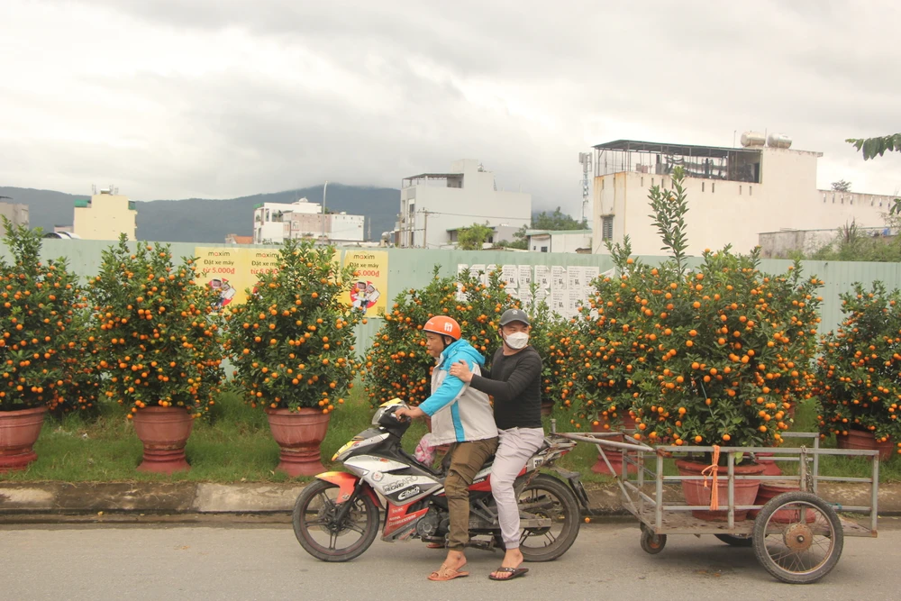 Đà Nẵng: Thời tiết thất thường, hoa tết khan hiếm ảnh 5 Đà Nẵng: Thời tiết thất thường, hoa tết khan hiếm ảnh 5