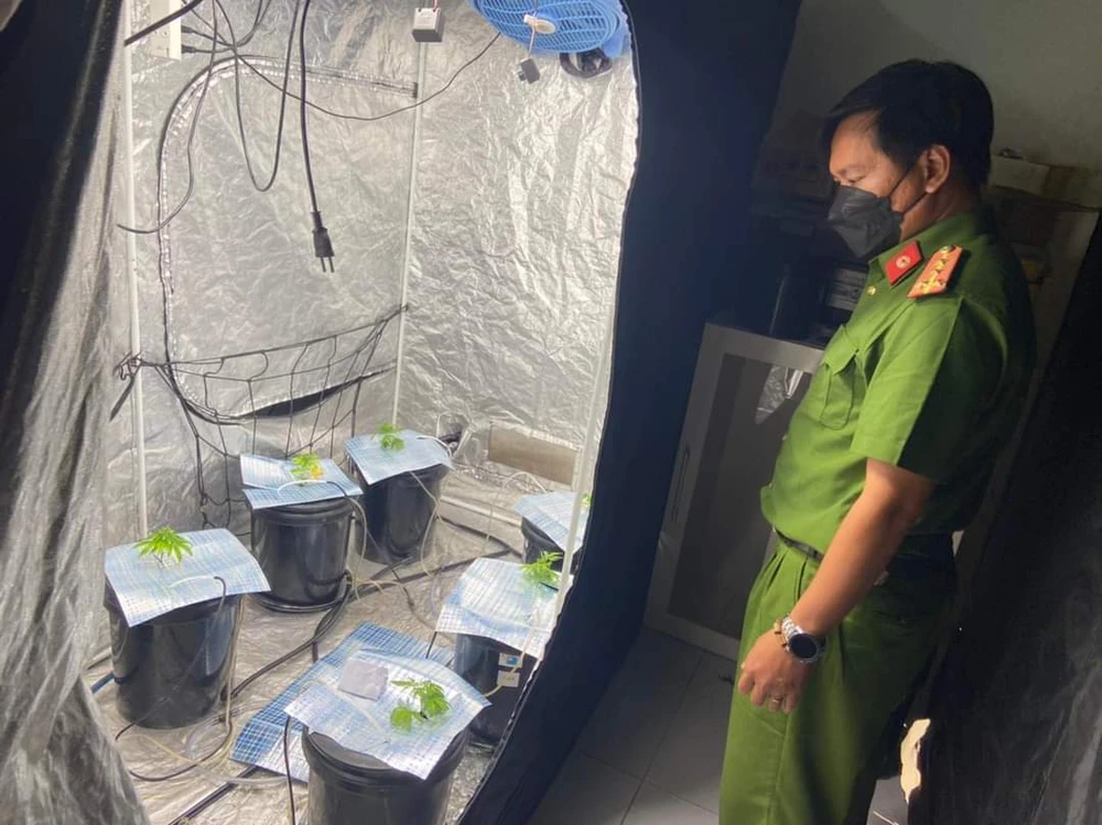 Công an phường Phước Mỹ phát hiện vụ việc trồng cây nghi là cần sa. Ảnh: CA