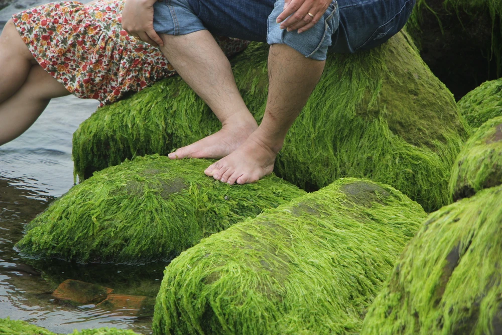 Du khách dẫm đạp lên rêu để chụp ảnh tự sướng. Ảnh: NGÔ QUANG