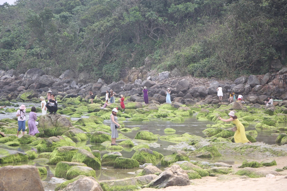 Ghềnh đá Nam Ô (quận Liên Chiểu, TP Đà Nẵng) được bao phủ bởi một lớp rêu xanh mướt. Ảnh: NGÔ QUANG