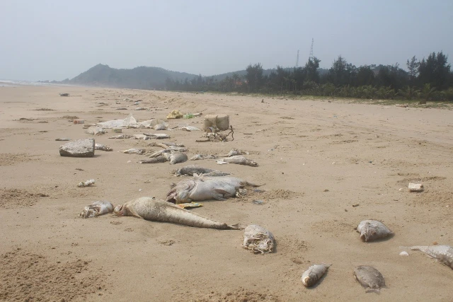 Các tỉnh hỗ trợ gấp gạo cho ngư dân vùng biển ảnh 1