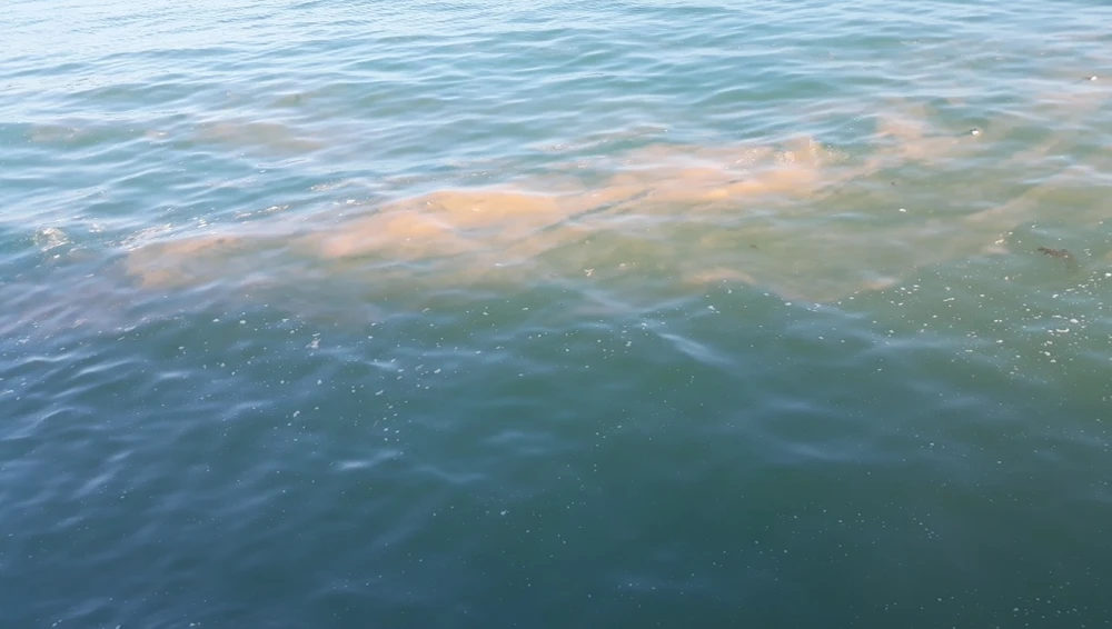 Xuất hiện vệt nước lạ màu hồng trên vùng biển Quảng Bình ảnh 1