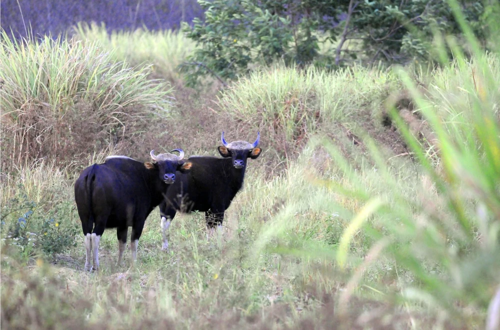 khu dự trữ sinh quyển đồng nai