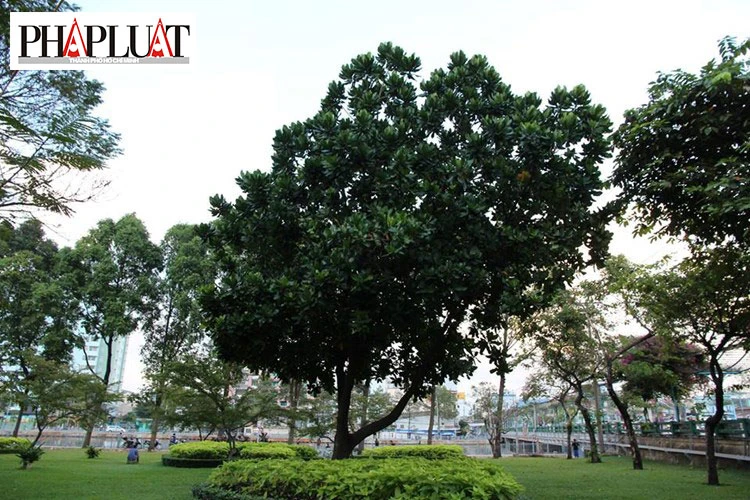 Ngắm hoa bàng quả vuông Trường Sa giữa Sài Gòn ảnh 1