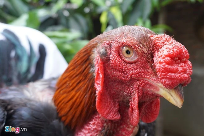 Doanh nghiệp thưởng Tết bằng gà tiến vua, giò ngựa bạch