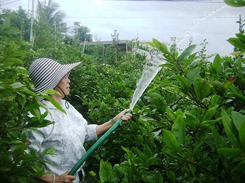 Trồng hoa - nghề phụ của nhiều giáo viên tỉnh Phú Yên để có tiền chi tiêu ngày Tết Ảnh: HỒNG ÁNH