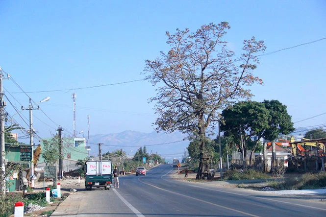 Cây gạo cổ thụ trước cửa ngõ vào TP Pleiku, Gia Lai đã được giữ lại, đơn vị thi công chấp nhận chỉnh nắn tim đường - Ảnh: T.B.DŨNG Cây gạo cổ thụ trước cửa ngõ vào TP Pleiku, Gia Lai đã được giữ lại, đơn vị thi công chấp nhận chỉnh nắn tim đường - Ảnh: T.B.DŨNG