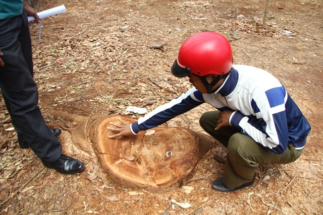 Trường học, chặt cây, cổ thụ,