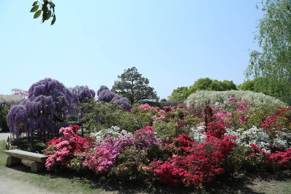 Ngắm 'Á hậu hoa” ngàn năm tuổi ở xứ Phù Tang ảnh 3