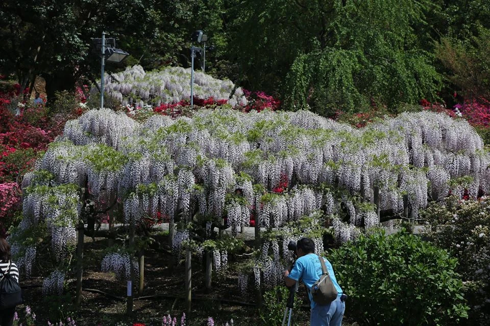 Ngắm 'Á hậu hoa” ngàn năm tuổi ở xứ Phù Tang ảnh 2