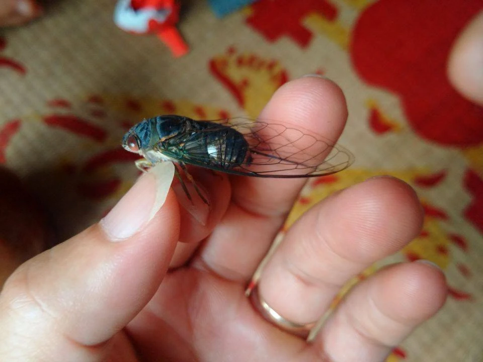 Mùa hè của con ở đâu? ảnh 3