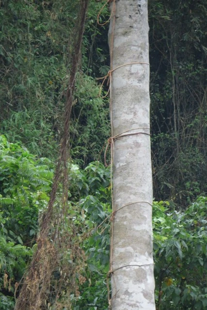 Kỳ lạ trò chơi chọi đá của người A Rem ảnh 5