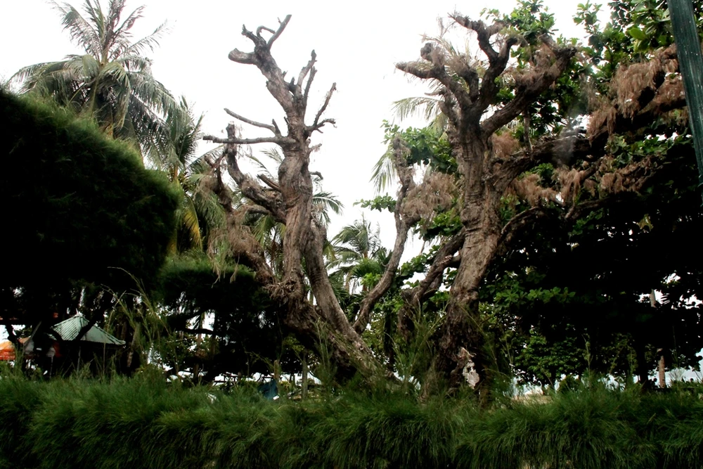 Cứu lấy hàng phi lao cổ thụ dọc bờ biển Nha Trang ảnh 7 Cứu lấy hàng phi lao cổ thụ dọc bờ biển Nha Trang ảnh 7