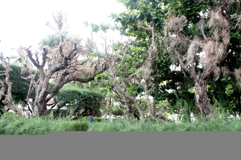 Cứu lấy hàng phi lao cổ thụ dọc bờ biển Nha Trang ảnh 6 Cứu lấy hàng phi lao cổ thụ dọc bờ biển Nha Trang ảnh 6