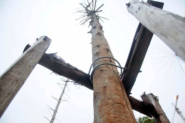 Hàng cây mỡ trên đường Nguyễn Chí Thanh - Hà Nội chết khô ảnh 5