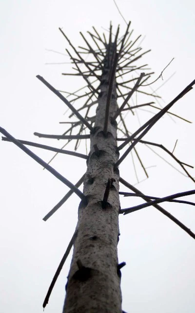 Hàng cây mỡ trên đường Nguyễn Chí Thanh - Hà Nội chết khô ảnh 6