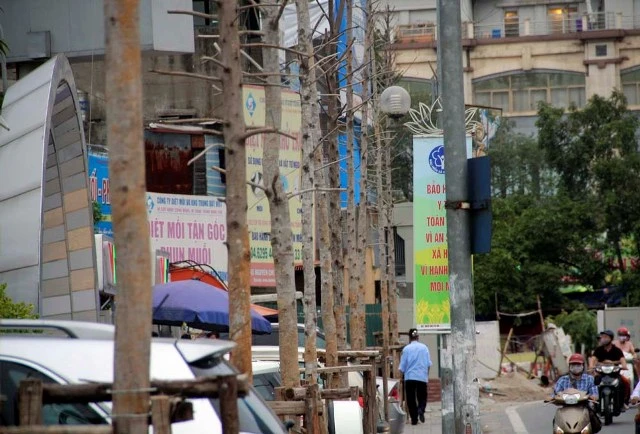 Hàng cây mỡ trên đường Nguyễn Chí Thanh - Hà Nội chết khô ảnh 7