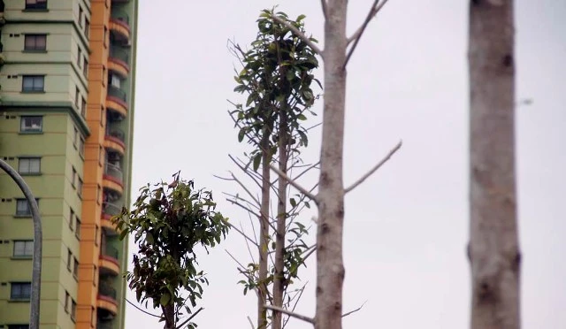 Hàng cây mỡ trên đường Nguyễn Chí Thanh - Hà Nội chết khô ảnh 8