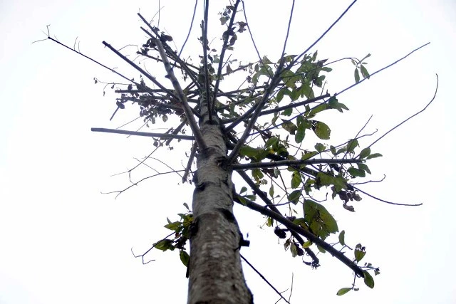 Hàng cây mỡ trên đường Nguyễn Chí Thanh - Hà Nội chết khô ảnh 9