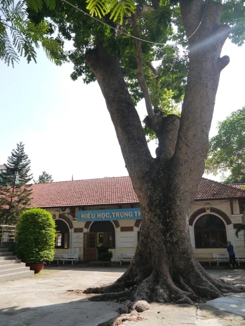 THPT Marie Curie: Nét đẹp cổ kính của ngôi trường trăm tuổi ảnh 9