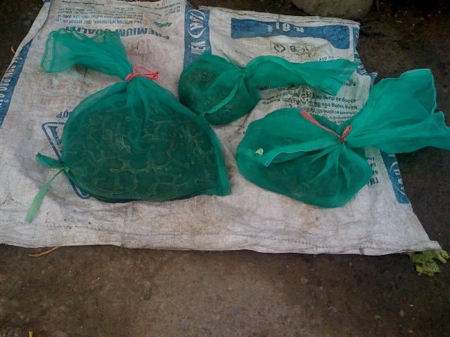 Rắn độc xuống đường phố Biên Hòa ảnh 5