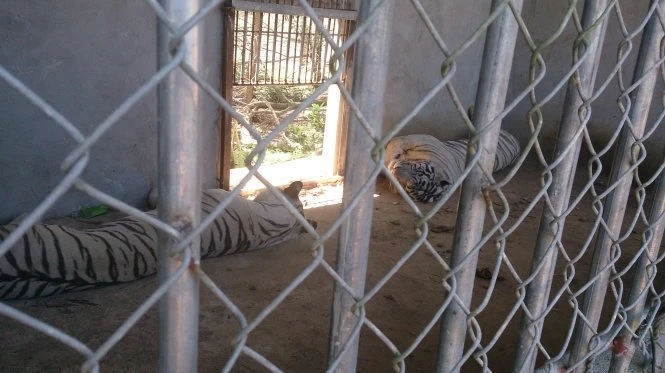 Một trong hai con hổ nuôi đã cướp đi cánh tay của chị Yến