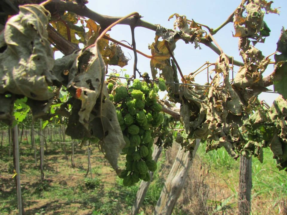 Vườn nho hơn 1000 gốc bị ‘tàn sát’ chỉ trong một đêm ảnh 1