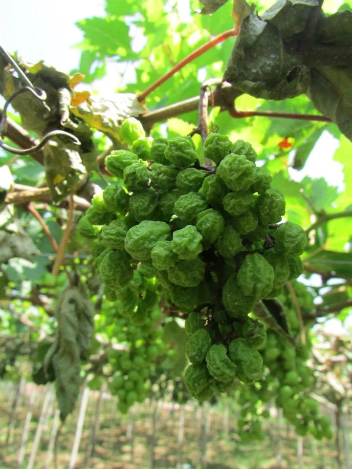 Vườn nho hơn 1000 gốc bị ‘tàn sát’ chỉ trong một đêm ảnh 2