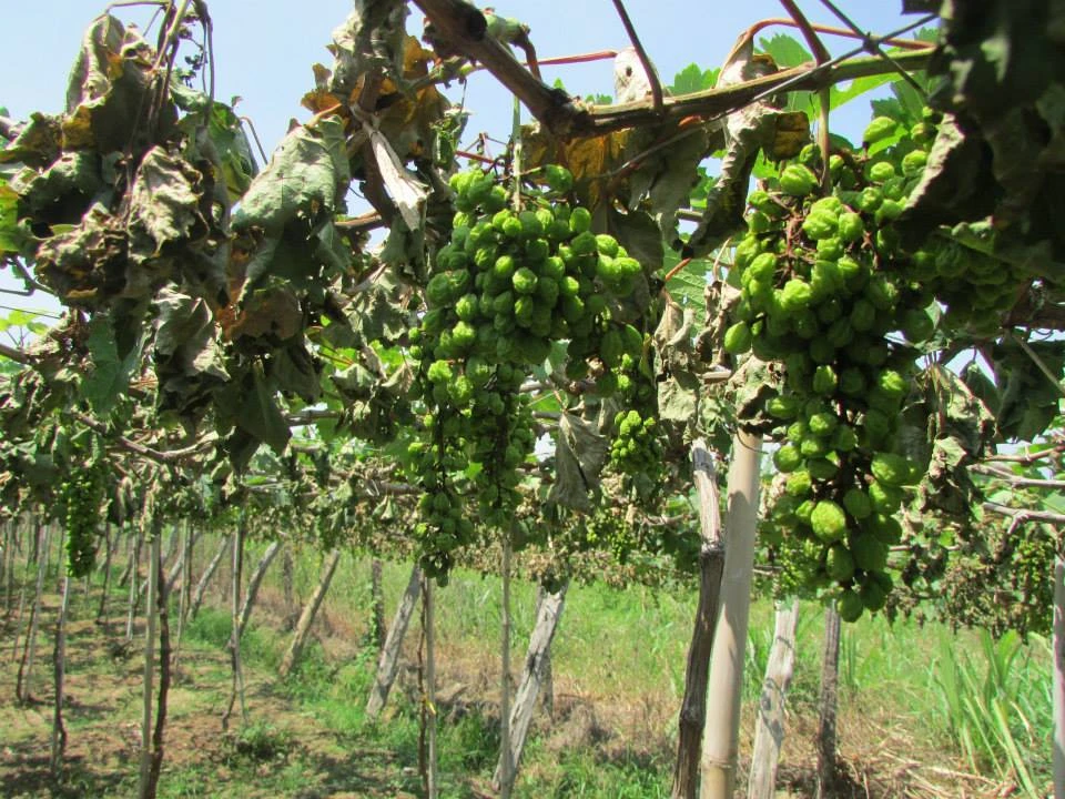 Vườn nho hơn 1000 gốc bị ‘tàn sát’ chỉ trong một đêm ảnh 3