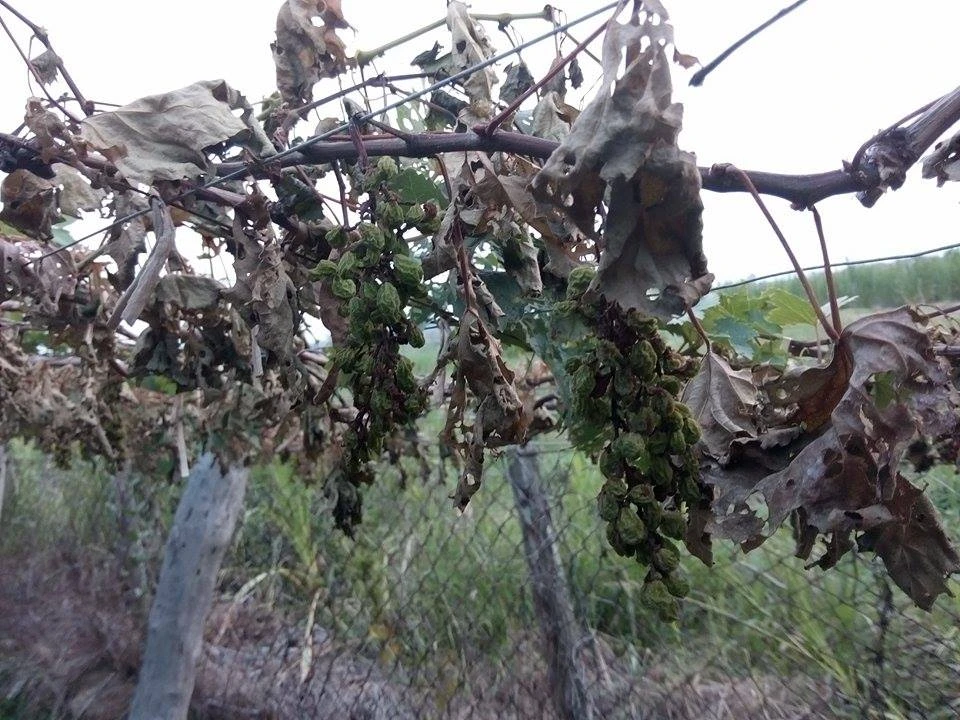 Vườn nho hơn 1000 gốc bị ‘tàn sát’ chỉ trong một đêm ảnh 6