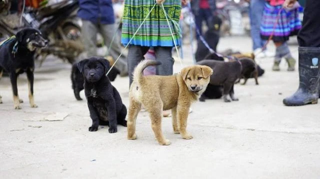 Đến Bắc Hà ngắm tam giác mạch nở muộn ảnh 11