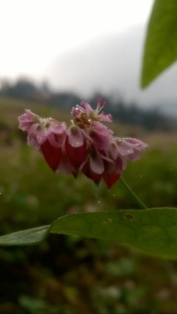 Đến Bắc Hà ngắm tam giác mạch nở muộn ảnh 7