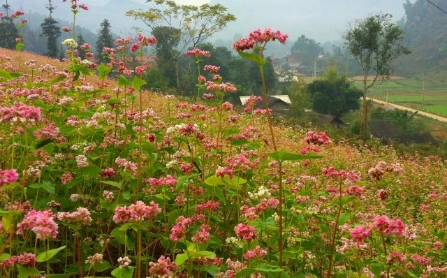 Đến Bắc Hà ngắm tam giác mạch nở muộn ảnh 4