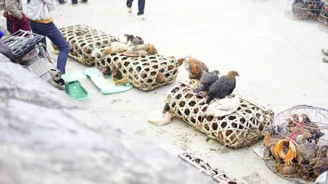 Đến Bắc Hà ngắm tam giác mạch nở muộn ảnh 16