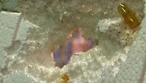 Viên dầu cá Omega-3 Trung Quốc ăn thủng tấm xốp ảnh 1