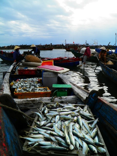 Dân ùn ùn đổ ra chợ vì ngư dân trúng đậm cá bẹ xước ảnh 8