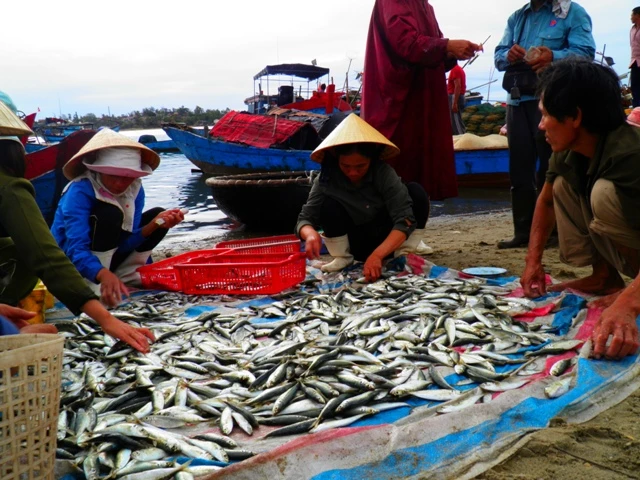 Dân ùn ùn đổ ra chợ vì ngư dân trúng đậm cá bẹ xước ảnh 9