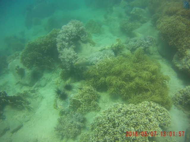 Ngỡ ngàng ngắm rạn san hô tuyệt đẹp ở đảo Hòn Mun ảnh 7