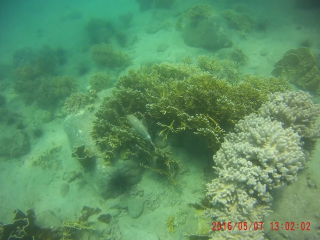 Ngỡ ngàng ngắm rạn san hô tuyệt đẹp ở đảo Hòn Mun ảnh 8