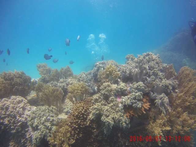 Ngỡ ngàng ngắm rạn san hô tuyệt đẹp ở đảo Hòn Mun ảnh 12