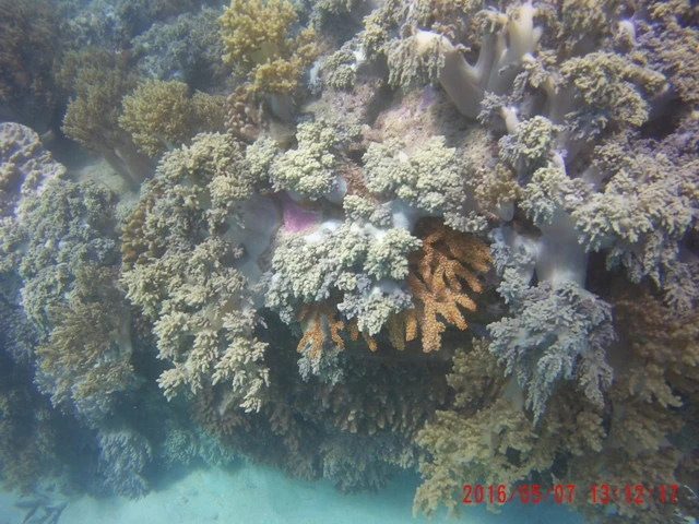 Ngỡ ngàng ngắm rạn san hô tuyệt đẹp ở đảo Hòn Mun ảnh 14