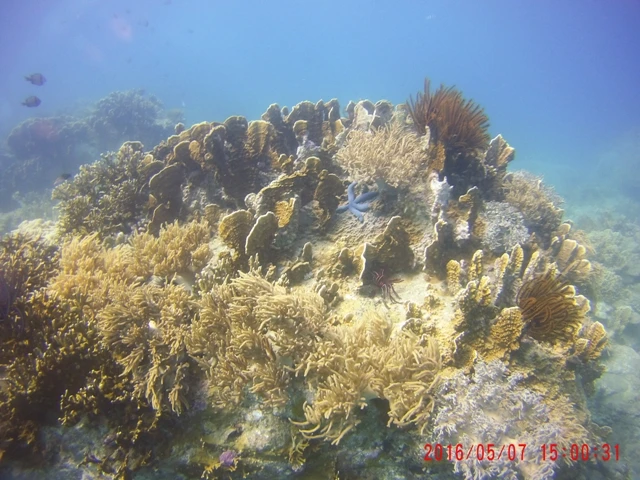 Ngỡ ngàng ngắm rạn san hô tuyệt đẹp ở đảo Hòn Mun ảnh 17