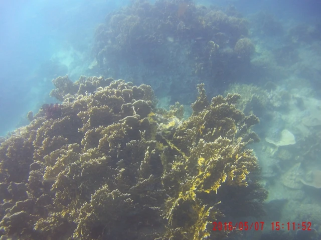 Ngỡ ngàng ngắm rạn san hô tuyệt đẹp ở đảo Hòn Mun ảnh 18