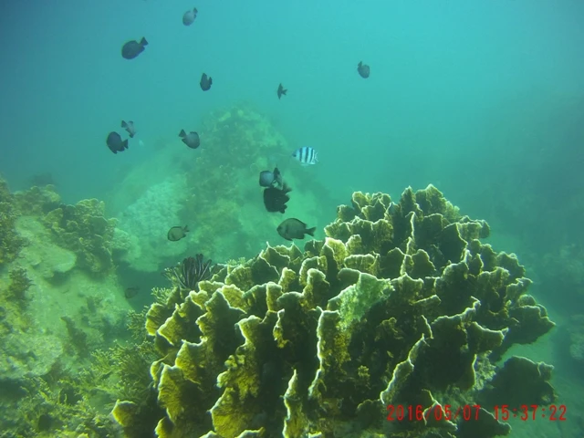 Ngỡ ngàng ngắm rạn san hô tuyệt đẹp ở đảo Hòn Mun ảnh 19