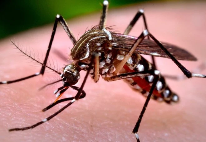 Phát hiện về muỗi vằn mang virus Zika lưu hành ở VN ảnh 1