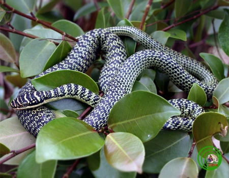 Phát hoảng vì rắn bò vào phòng ngủ ở TP.HCM ảnh 2