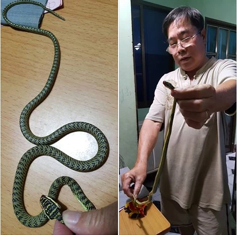 Phát hoảng vì rắn bò vào phòng ngủ ở TP.HCM ảnh 1