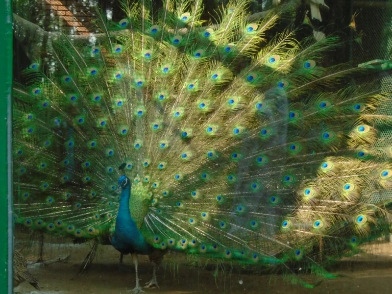 Bức ảnh đoạt giải ba của nhiếp ảnh gia nhí Võ Xuân Phát.