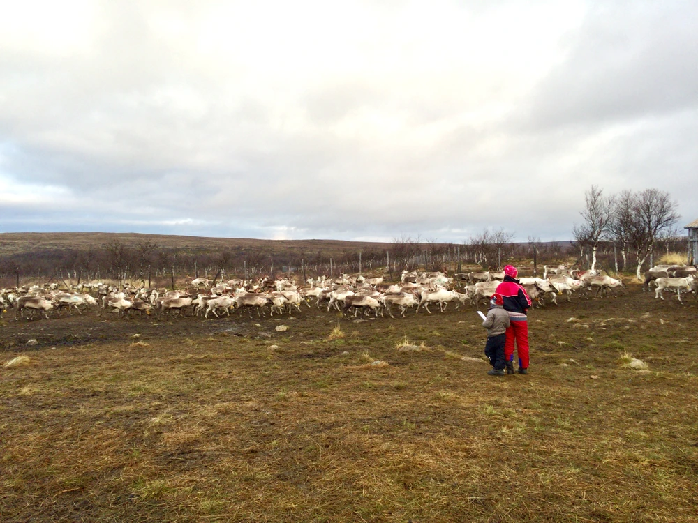 Theo chân nhân viên trang trại, các em quan sát và ghi chép hoạt động của đàn tuần lộc ngoài tự nhiên