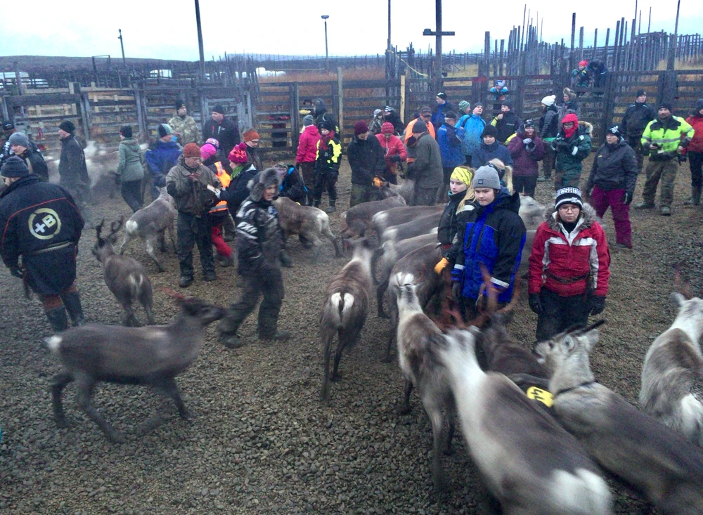 Các em học sinh trường Utjoski cùng nhân viên trang trại làm quen với đàn tuần lộc 